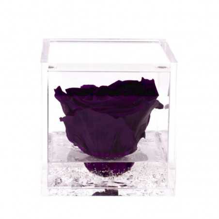 FlowerCube Viola 6x6 cm shop online