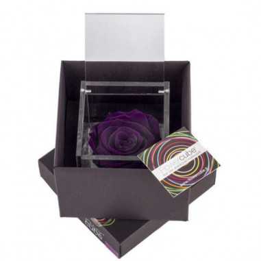 FlowerCube Viola 8x8 cm shop online