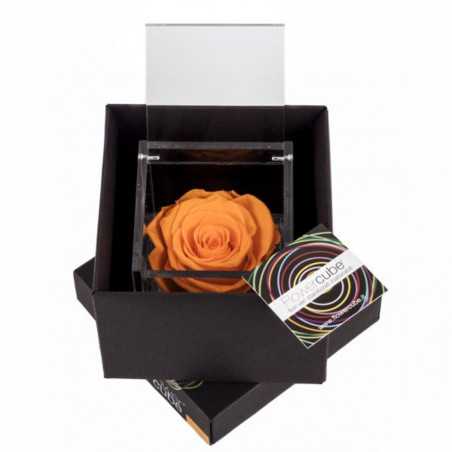 FlowerCube Arancio 6x6 cm shop online