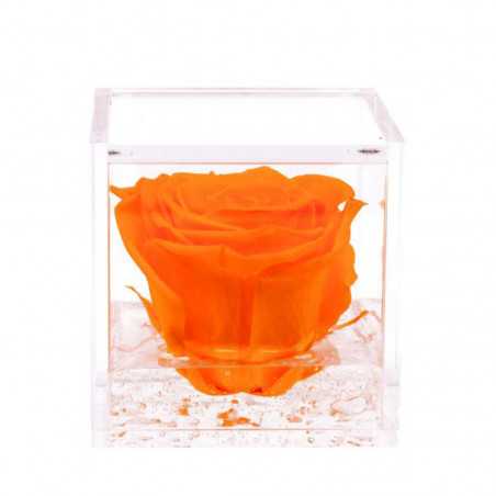 FlowerCube Arancio 6x6 cm shop online