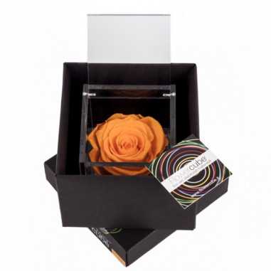 FlowerCube Arancio 8x8 cm shop online