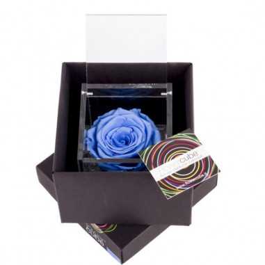 FlowerCube Azzurro 10x10 cm shop online