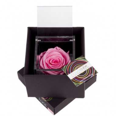 FlowerCube Rosa 10x10 cm shop online