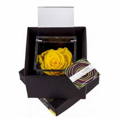 FlowerCube Giallo 10x10 cm shop online