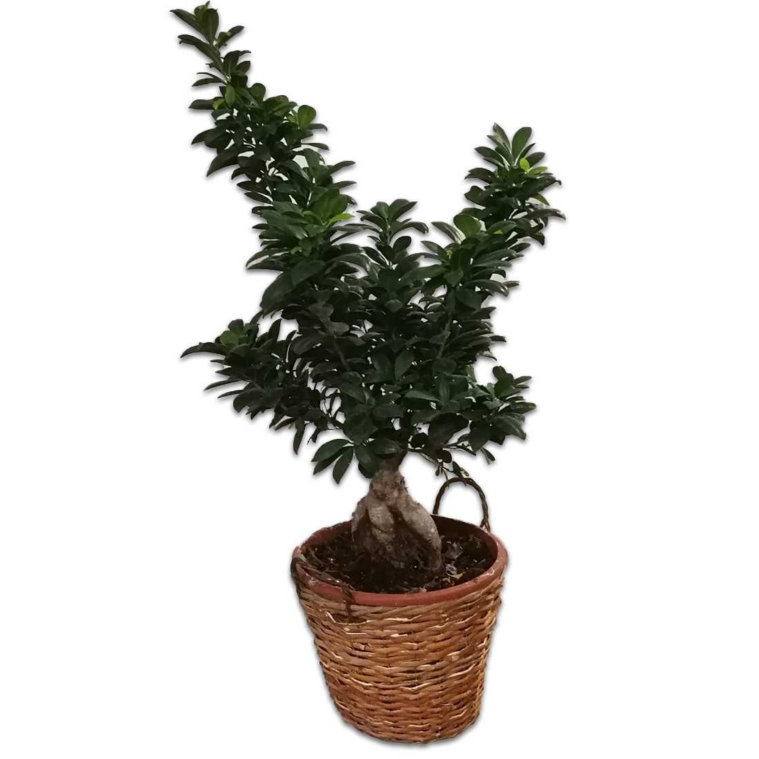 Bonsai Ficus Ginseng h c.a 90/100 shop online
