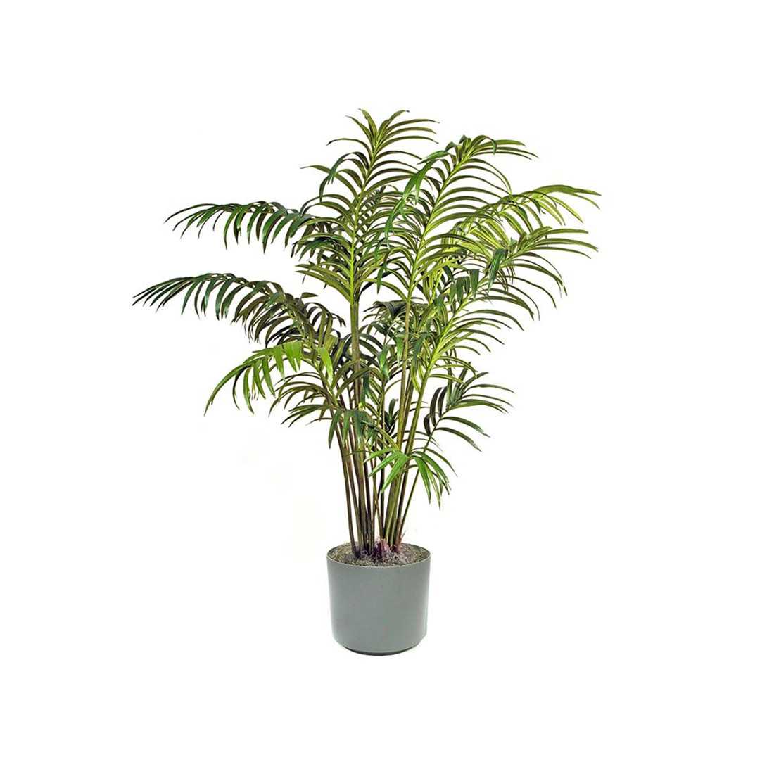 Kentia Palm h c.a. 170cm shop online
